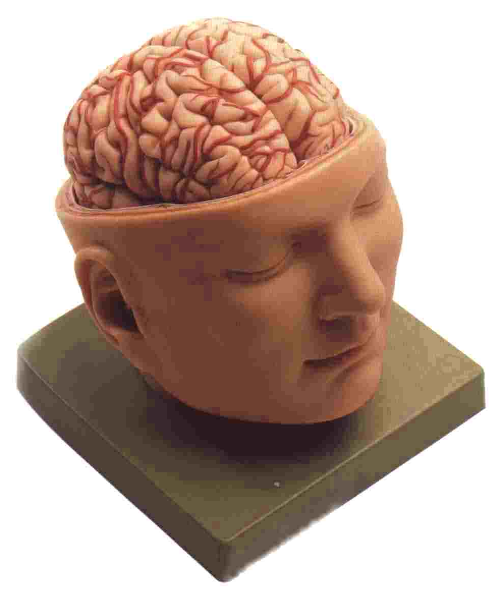 Superb Rouilly models help students learn neuroanatomical structures.