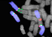 State-of-the-art genetic images are used to convey modern theory, findings and practice in experimental and clincial genetics.