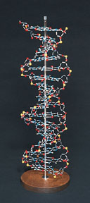 Superb molecular models help consolidate understanding of chemical structures.