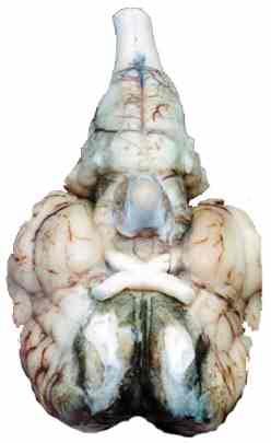 Tutor-led dissection of a preserved sheep brain is an optional tutorial feature.